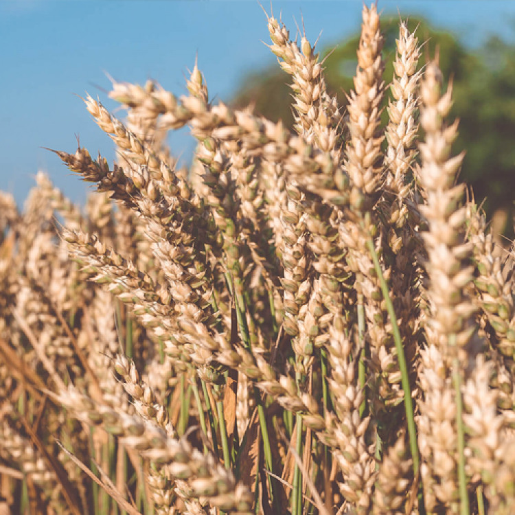 Agrarian Sector (Feed)